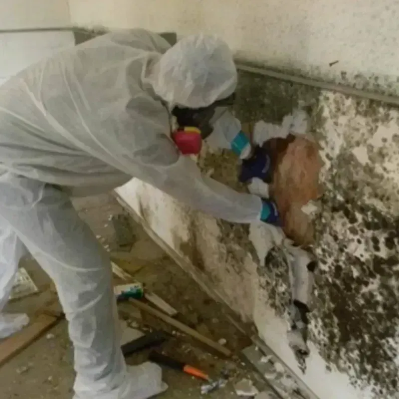 Mold Remediation and Removal in Pinehurst, ID